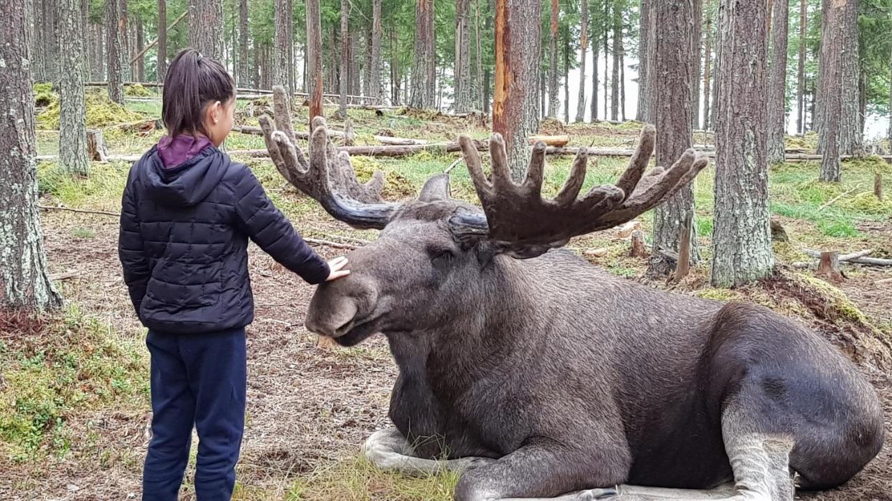 The Friendly Moose Hotel Overtornea Buitenkant foto