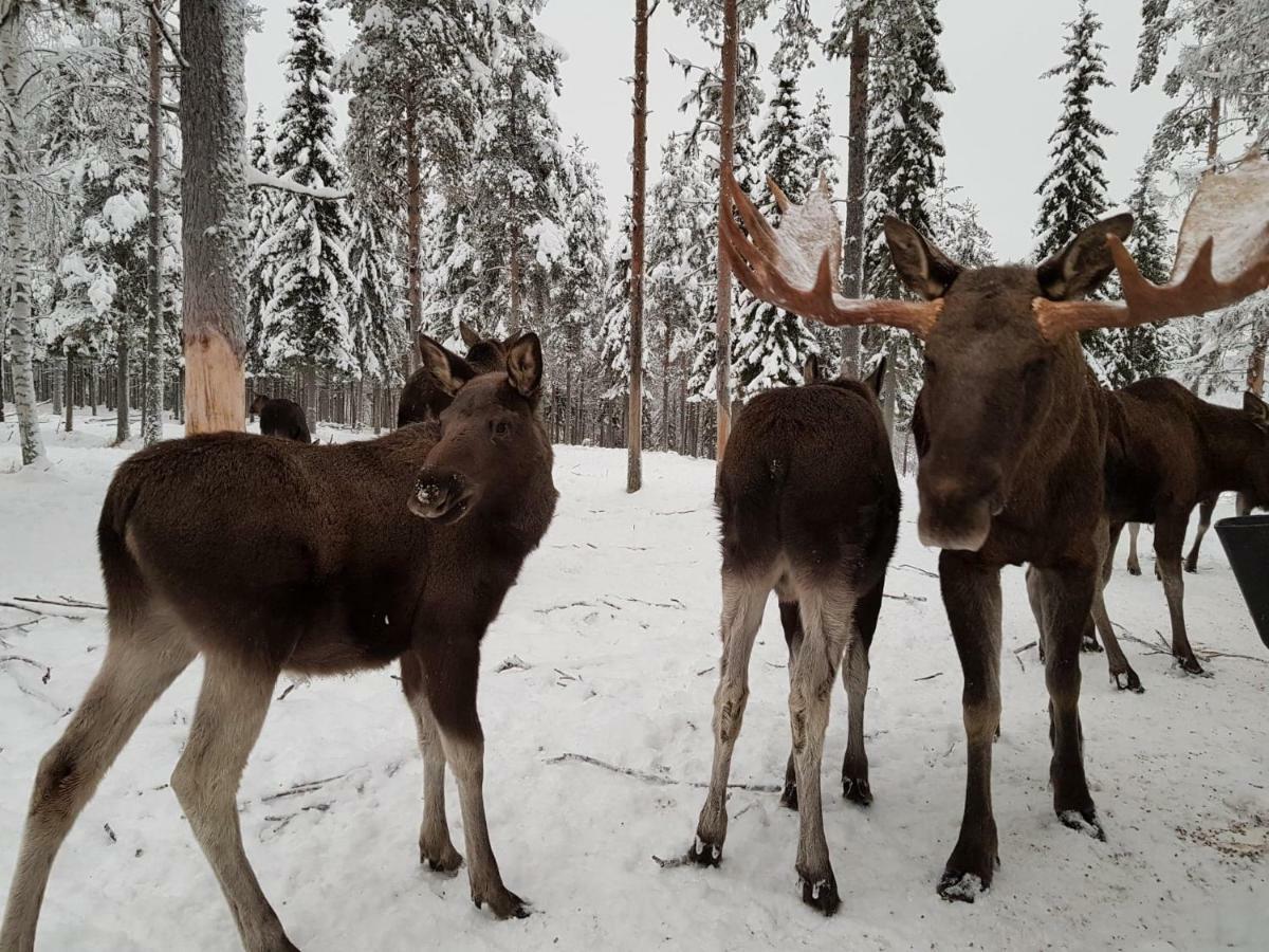 The Friendly Moose Hotel Overtornea Buitenkant foto