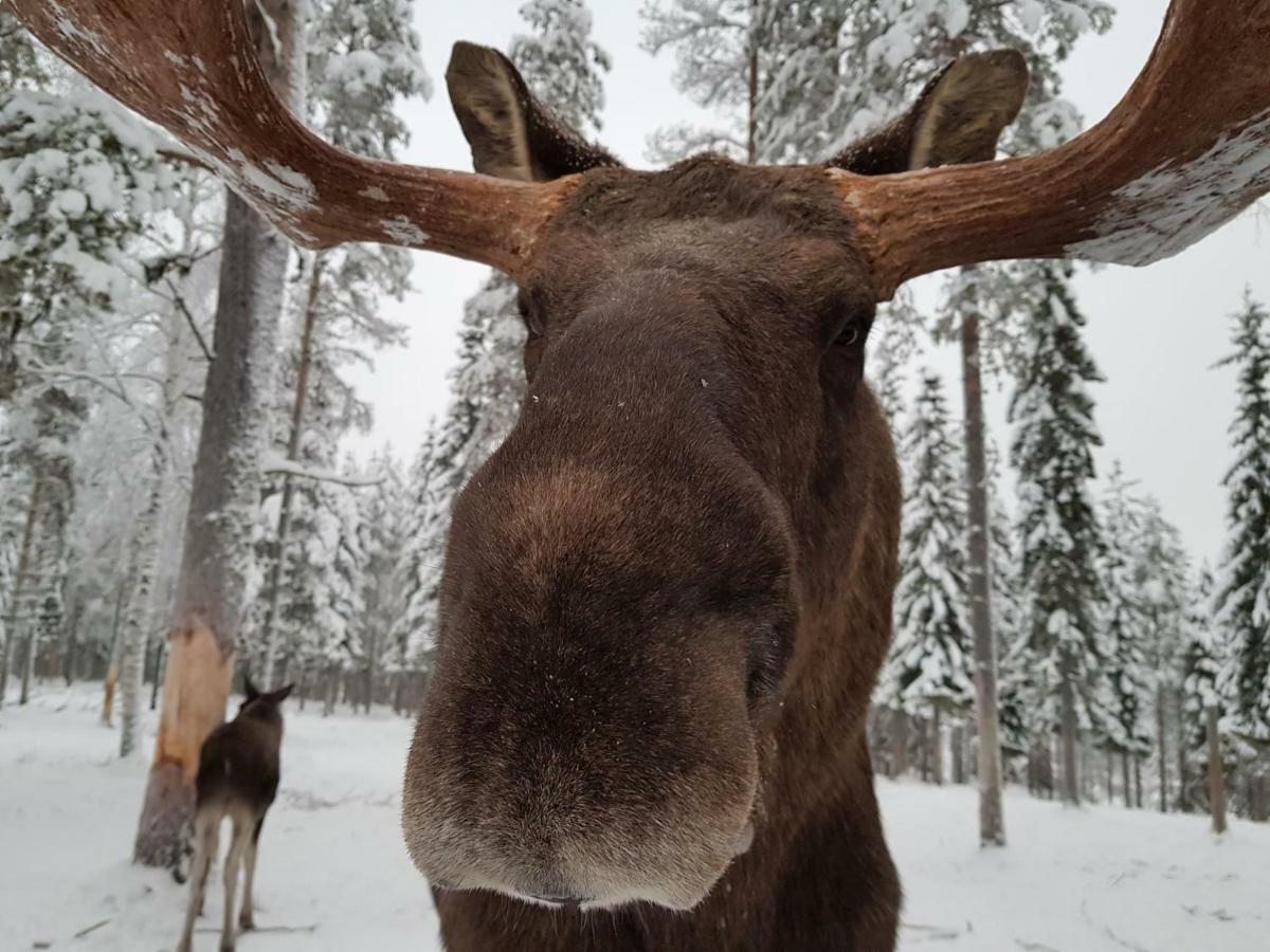 The Friendly Moose Hotel Overtornea Buitenkant foto